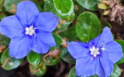 New Year’s Day | Thu 1 Jan